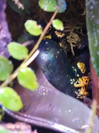 Image 5 of banded bumblebee dart frogs.