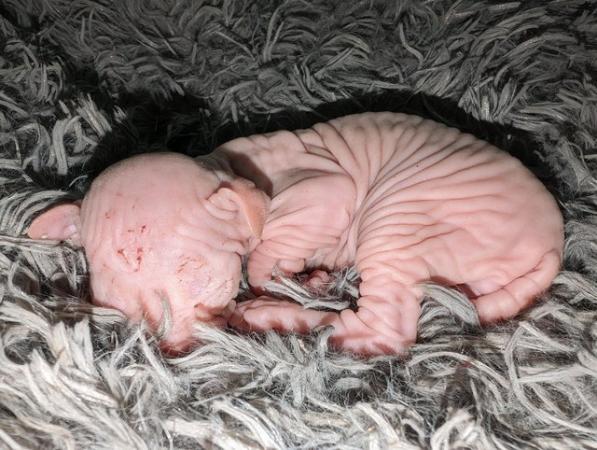 Image 16 of Sphynx kittens ready now