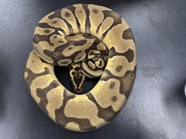 Image 2 of Male and female Royal pythons for sale