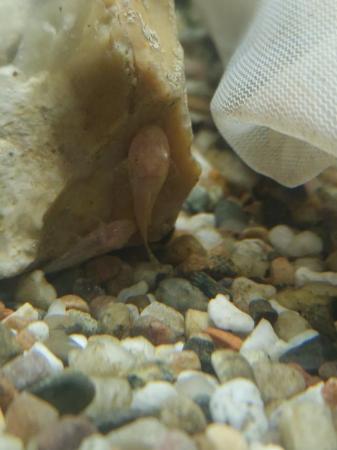 Image 4 of Bristlenose pleco catfish babies