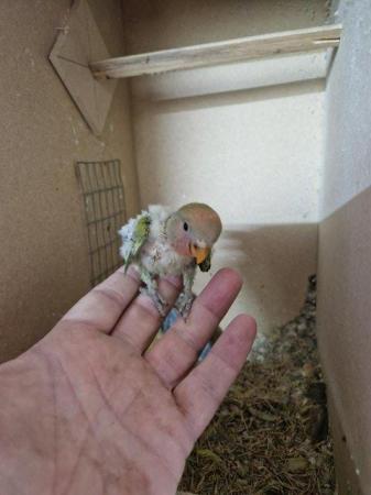 Image 8 of Ringneck - Quaker - Kakariki - Lovebird - Parrotlet Chicks