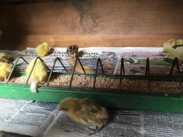 Image 1 of Baby quail for sale white and mottled