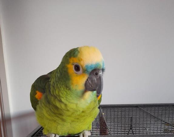 Image 4 of Blue front Amazon male parrot for sale