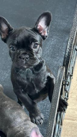 Image 14 of Kc frenchbulldog pups £900