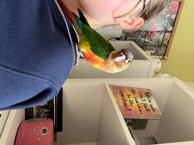 Preview of the first image of 1YR OLD PINEAPPLE CONURE LOOKING FOR ADVENTURES.