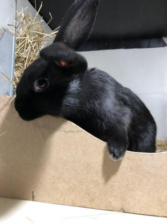 Image 5 of 3X Dwarf Lop 2 boy & 1 girl (black) available