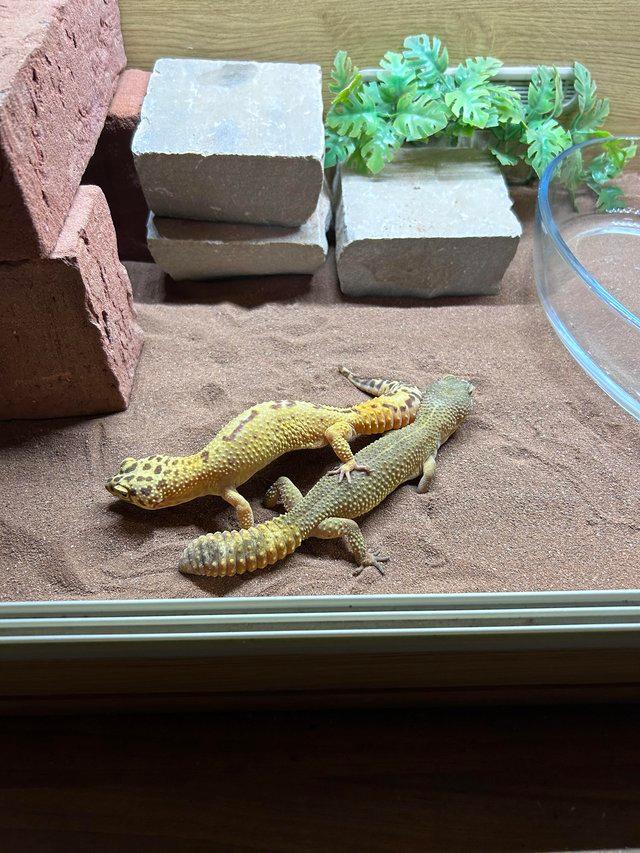 Preview of the first image of Lepoard Geckos 2 females for sale.