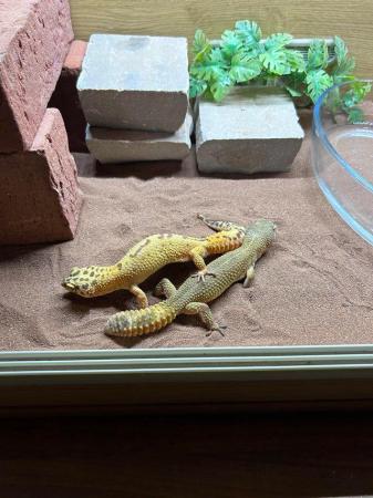 Image 1 of Lepoard Geckos 2 females for sale