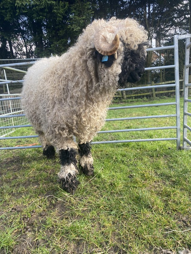 Preview of the first image of Valais Blacknose Ram (11 months).