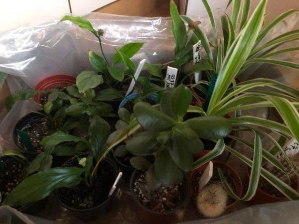 Image 2 of For Sale House Plants for Sale