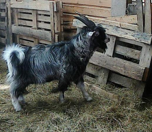 Image 8 of Male Pygmy Goat For Sale £200