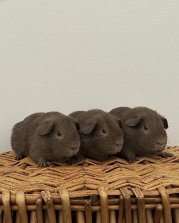 Image 2 of Female & Male Guinea pigs available