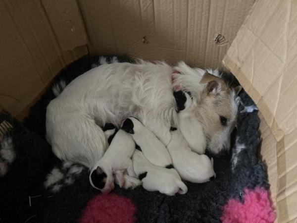Image 7 of Jack Russell puppy for sale- Last one left