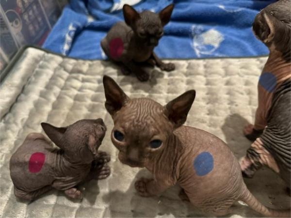 Image 4 of 5 Sphynx kittens for sale, 3 boys, 2 girls £600 each