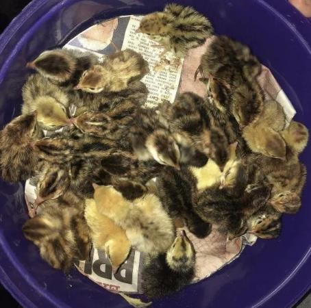 Image 3 of SEXED QUAILS AVAILABLE !