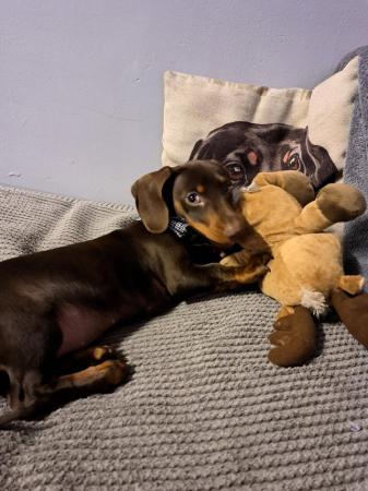 Choc and Tan Miniature Dachshund for sale in Radstock, Somerset