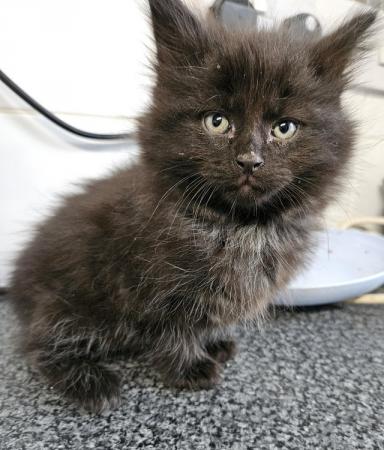 Image 9 of Beautiful black fluffy part maincoon kittens