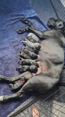 Image 3 of Cane Corso Puppies for sale/ Champion BloodLine