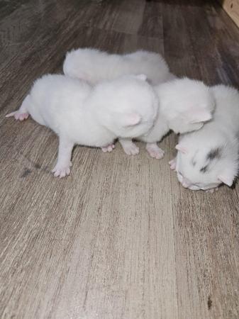 Image 1 of Kittens looking for new home