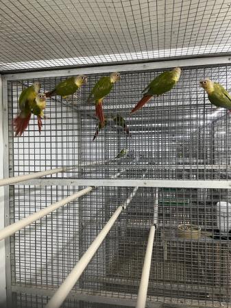 Image 2 of 2024 Pineapple Green Cheek Conures £125 each