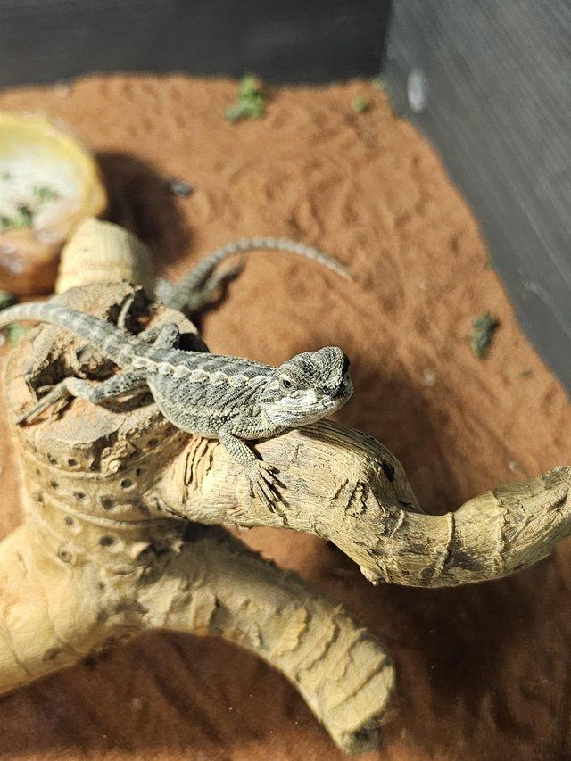 Preview of the first image of Baby bearded dragons for sale.