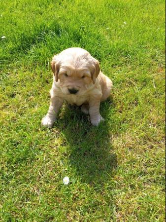 Image 3 of Golden Retriever Puppy reduced last girlMessage for detail