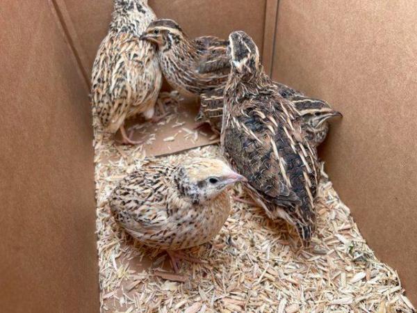 Image 2 of Pair of Italian quail for sale