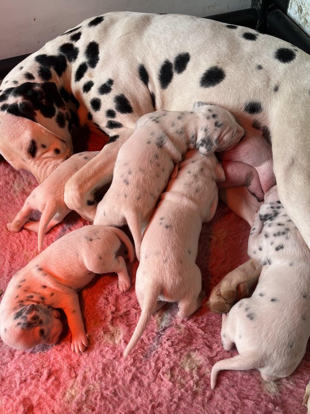 Preview of the first image of Dalmatian puppies have arrived!!!! ????????.