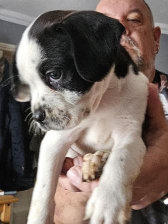 Image 4 of SPRINGER SPANIEL X BOSTON TERRIER PUPS FROM KC PARENTS