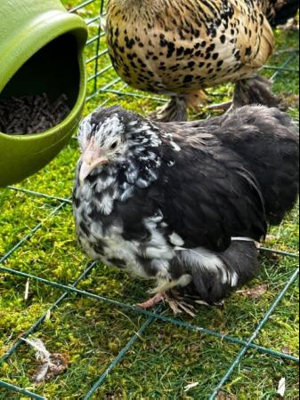 Image 10 of Chicks of various breeds and sizes