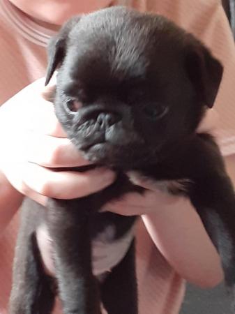 Image 5 of 9 week old pugs puppies not microchipped yet but will be