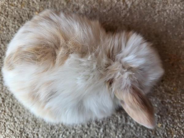 Image 5 of Reserved Baby Mini Lop Buck For Reserving (2)