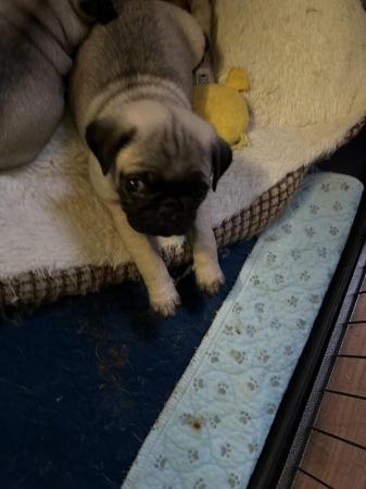 Image 6 of ??4 Gorgeous PURE pugs For Sale