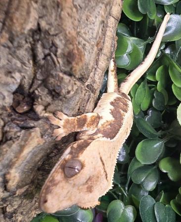Image 16 of Stunning collection of lily whites/normal crested gecko's