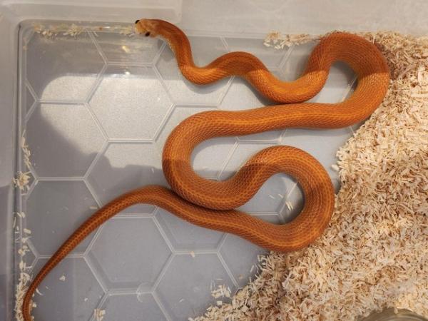 Image 1 of Corn snake to rehome DOB 22