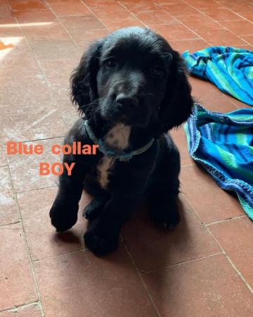 Image 9 of *1 LEFT* Beautiful sprocker puppies from working parents