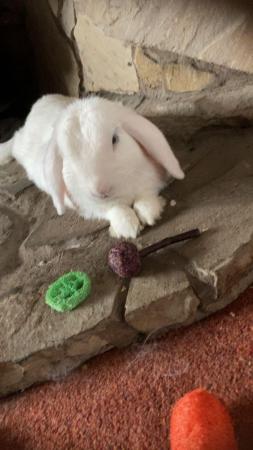 Image 4 of 6 year old white holland lop