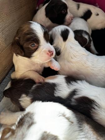 Image 22 of READY NOW Fabulous English springer puppies