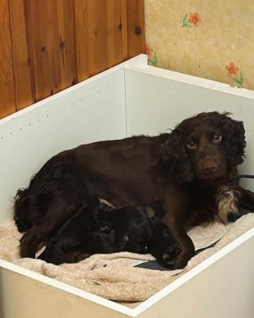 Image 3 of Black and Tan Cocker spaniel puppies 4 left