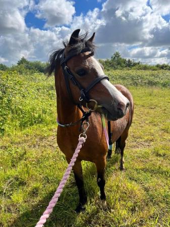 Image 13 of 10-13hh Lead Rein, Ridden Mare, Projects, Pets, Cobs, Welsh.