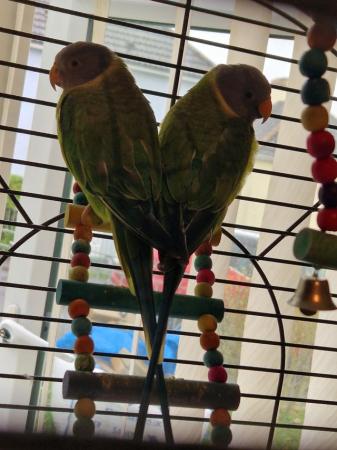 Image 5 of Plumhead parakeets 3yr old male and female
