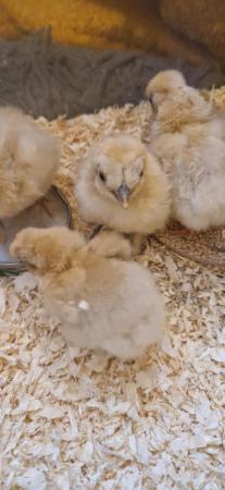 Image 2 of Rare Miniature Citron Silkie chicks - hatched 6.5.24