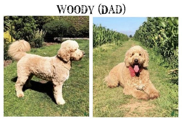 Image 10 of Goldendoodle Puppies for sale