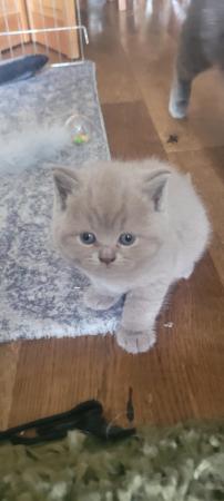 Image 5 of Gccf registered lilac British Shorthair kittens