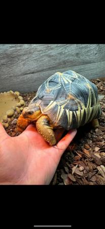 Image 2 of Tortoise (Radiated) 2019