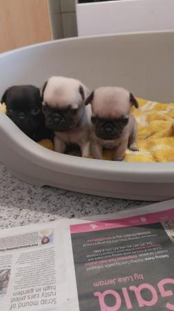 Image 1 of Stunning Black and FawnPug Puppies For Sale Runcorn