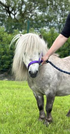 Image 7 of Licenced Shetland Pony stallion