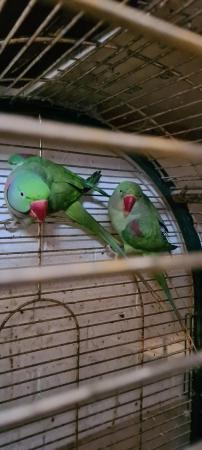 Image 4 of Alexandrine pair for sale ready for breeding