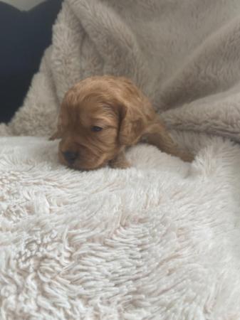 Image 6 of F1 cockapoo puppies looking for forever homes