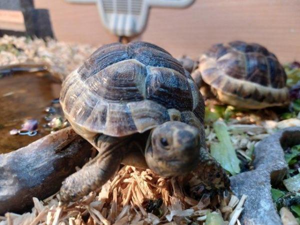 Image 6 of Tortoise licenced spurthighbabies available now